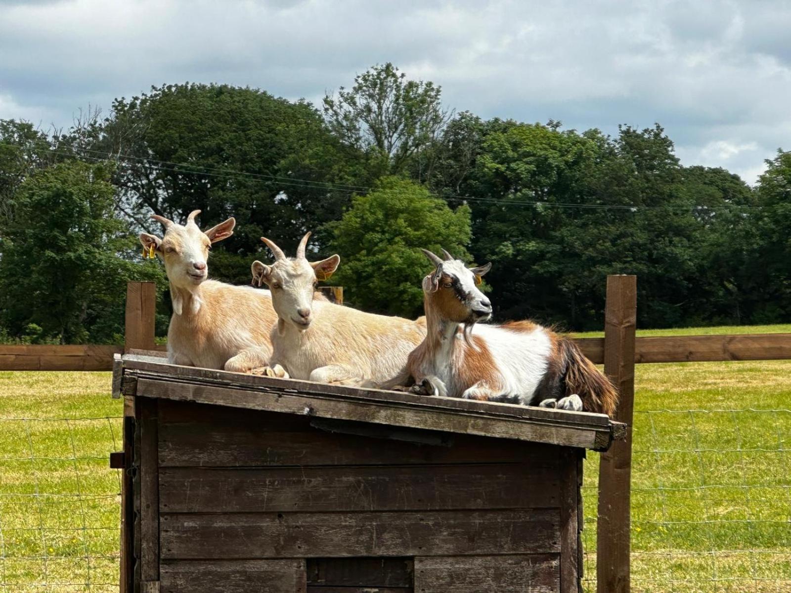 The Cow Shed Appartement Narberth Buitenkant foto
